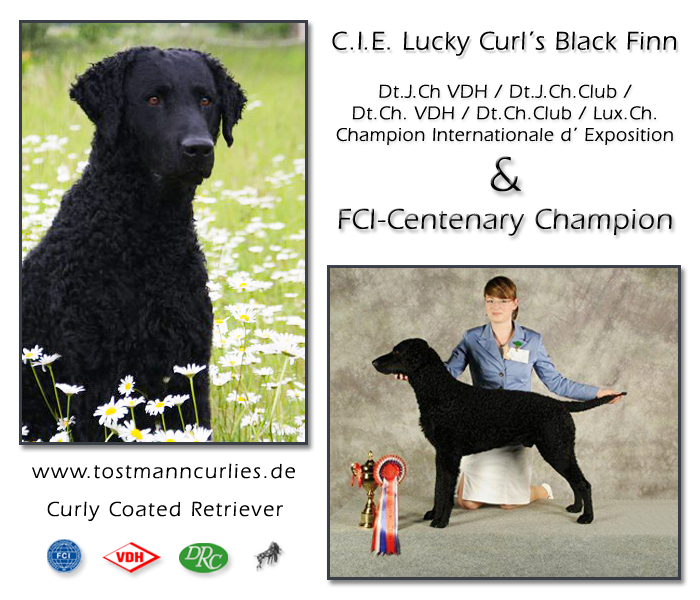 Curly Coated Retriever